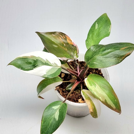 Philodendron Red Anderson variegated