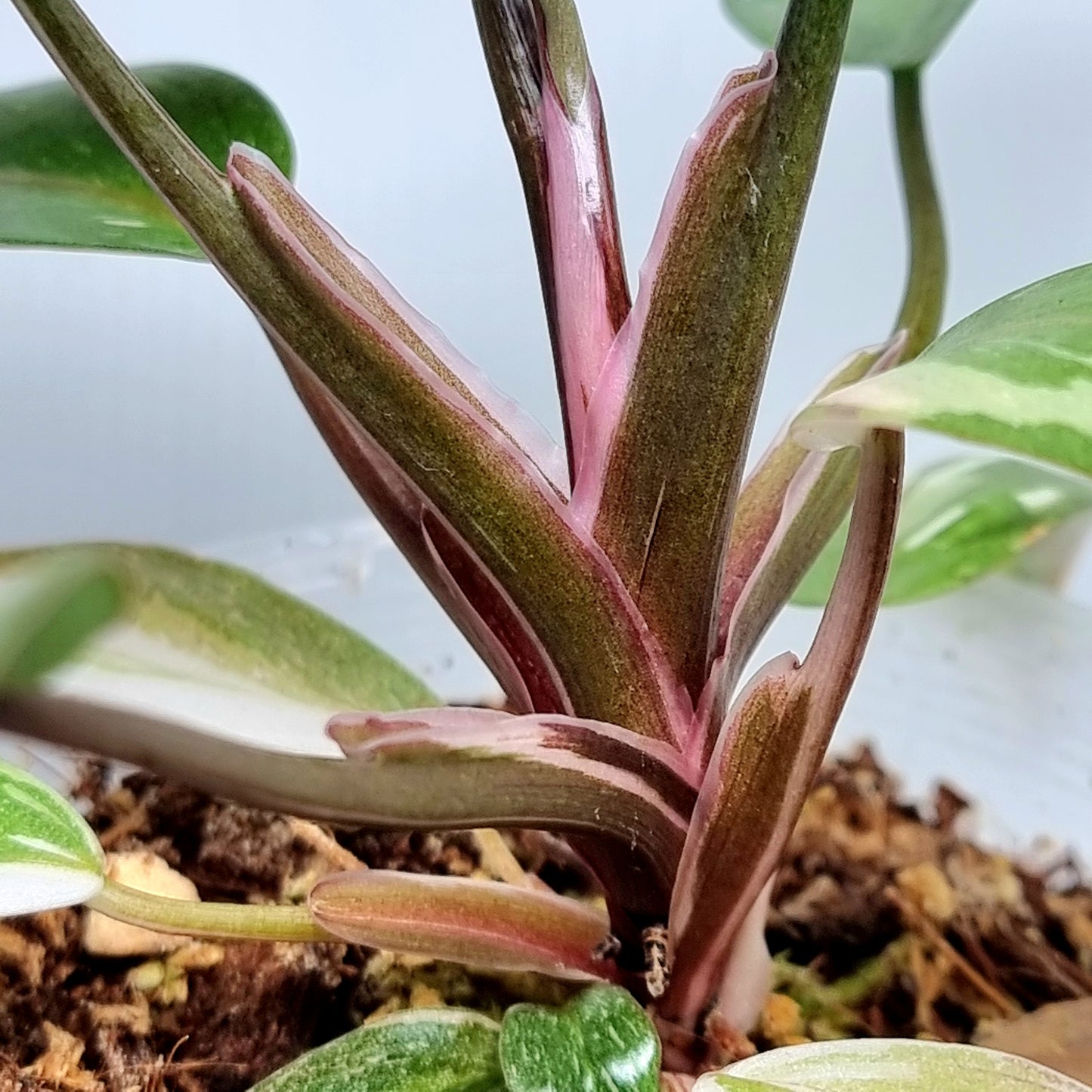 Philodendron Red Anderson variegated