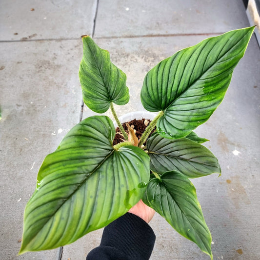 Philodendron serpens for sale in Perth Australia