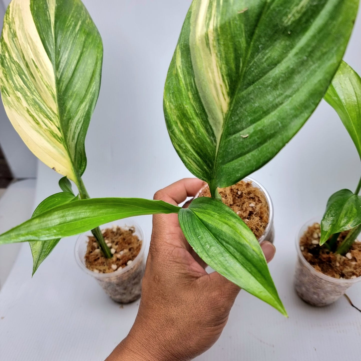 Epipremnum amplissimum Aurea Variegated