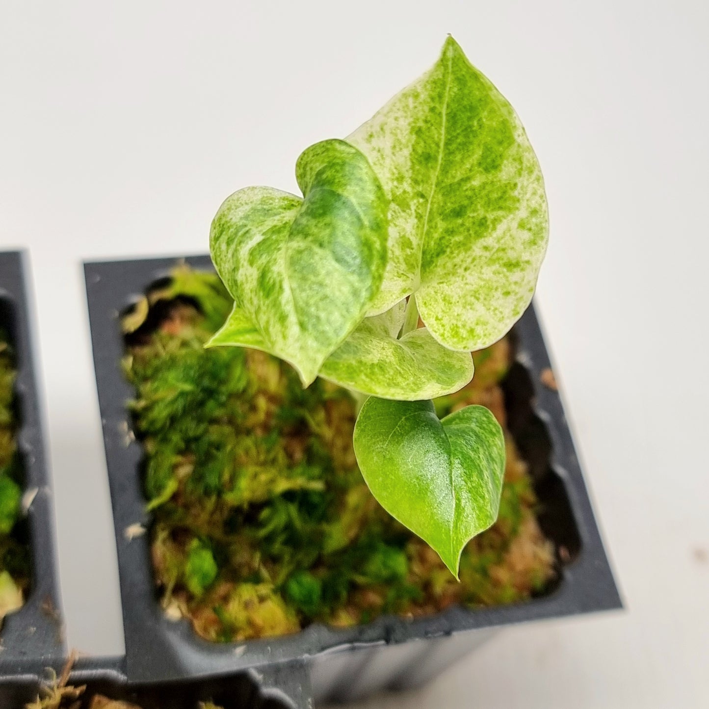 Anthurium hookerii Variegated