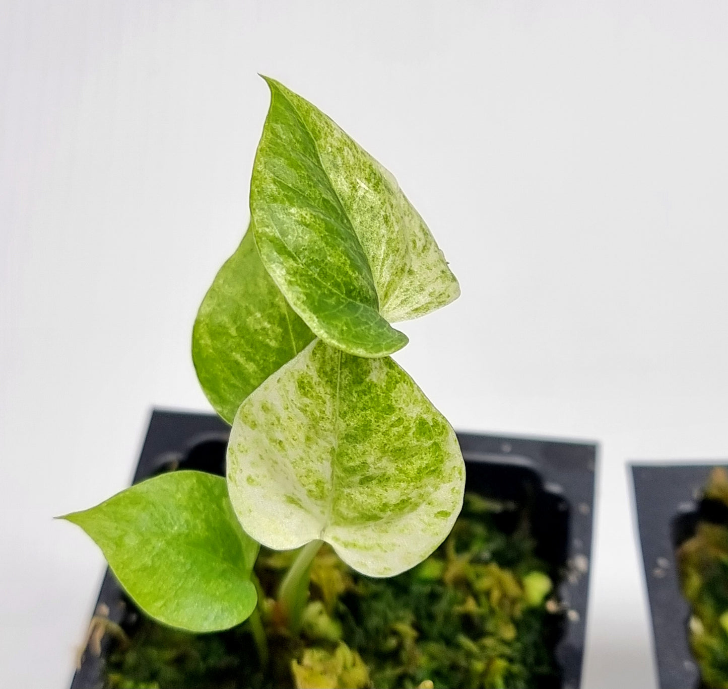 Anthurium hookerii Variegated