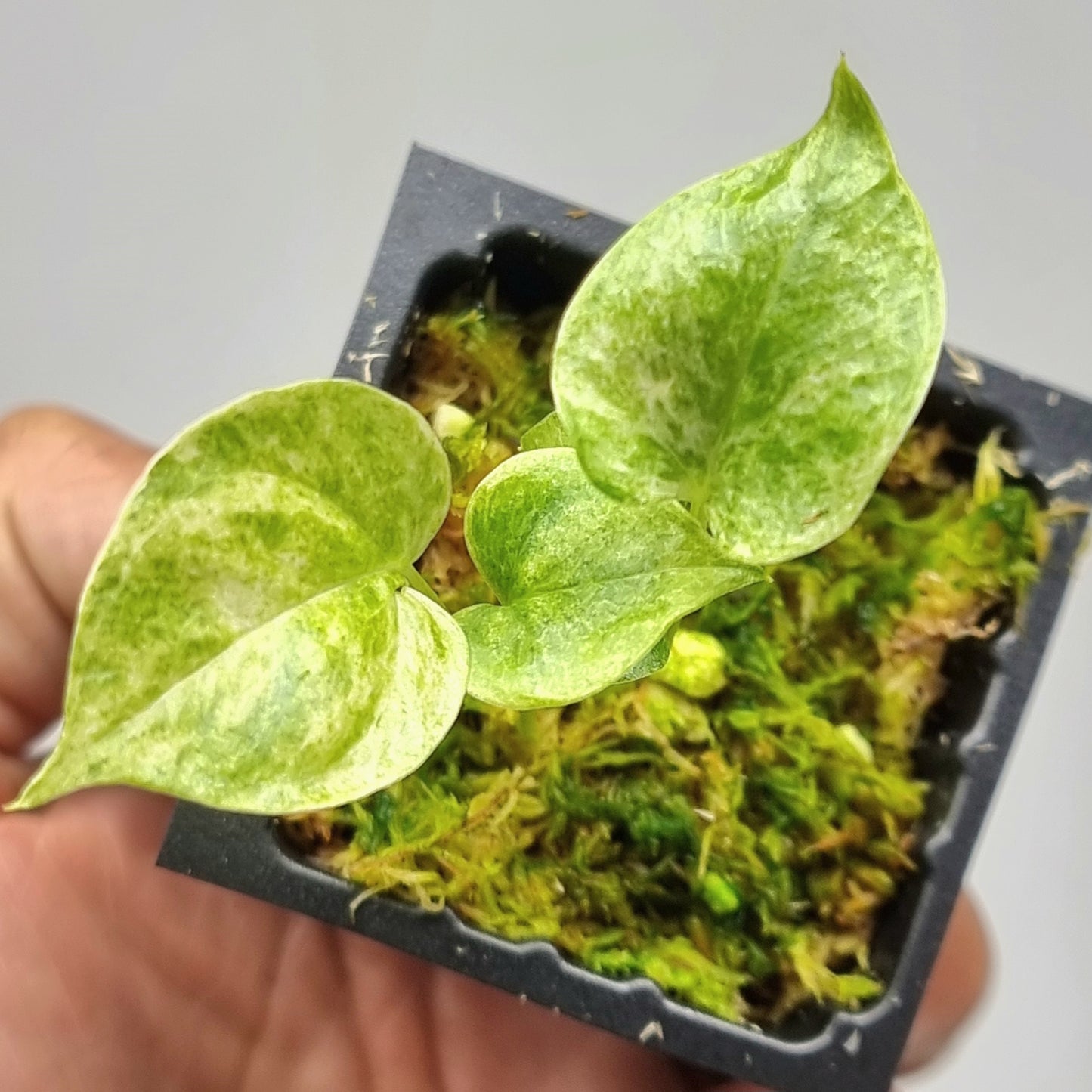 Anthurium hookerii Variegated