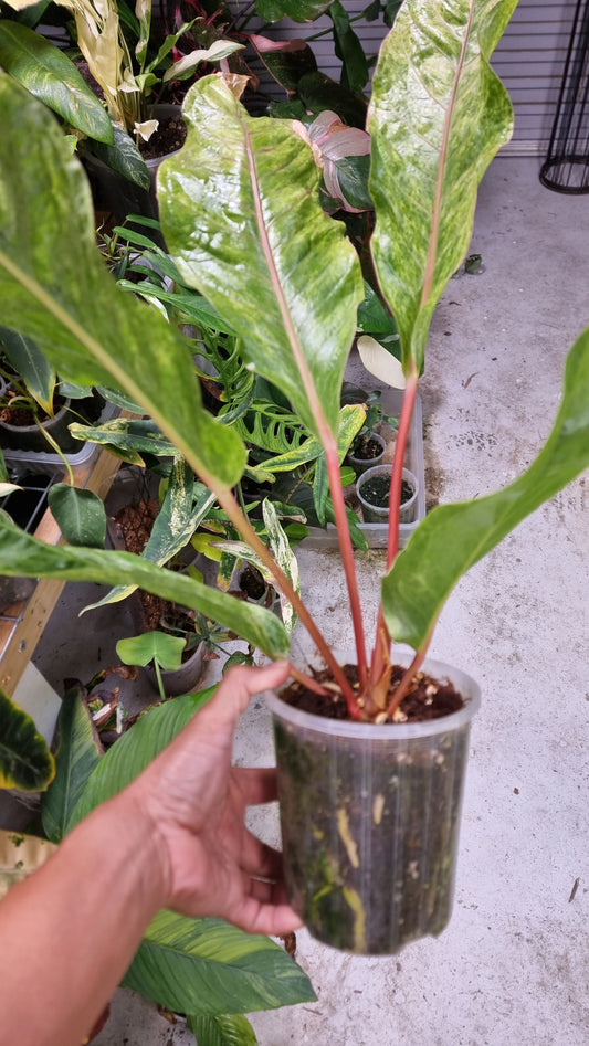 Anthurium foliage hybrid Variegated