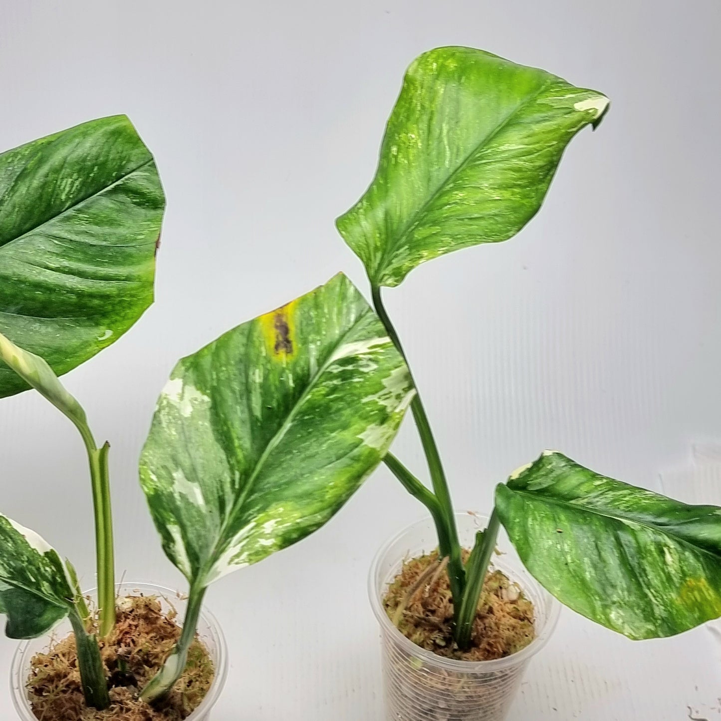 Monstera lechleriana variegated