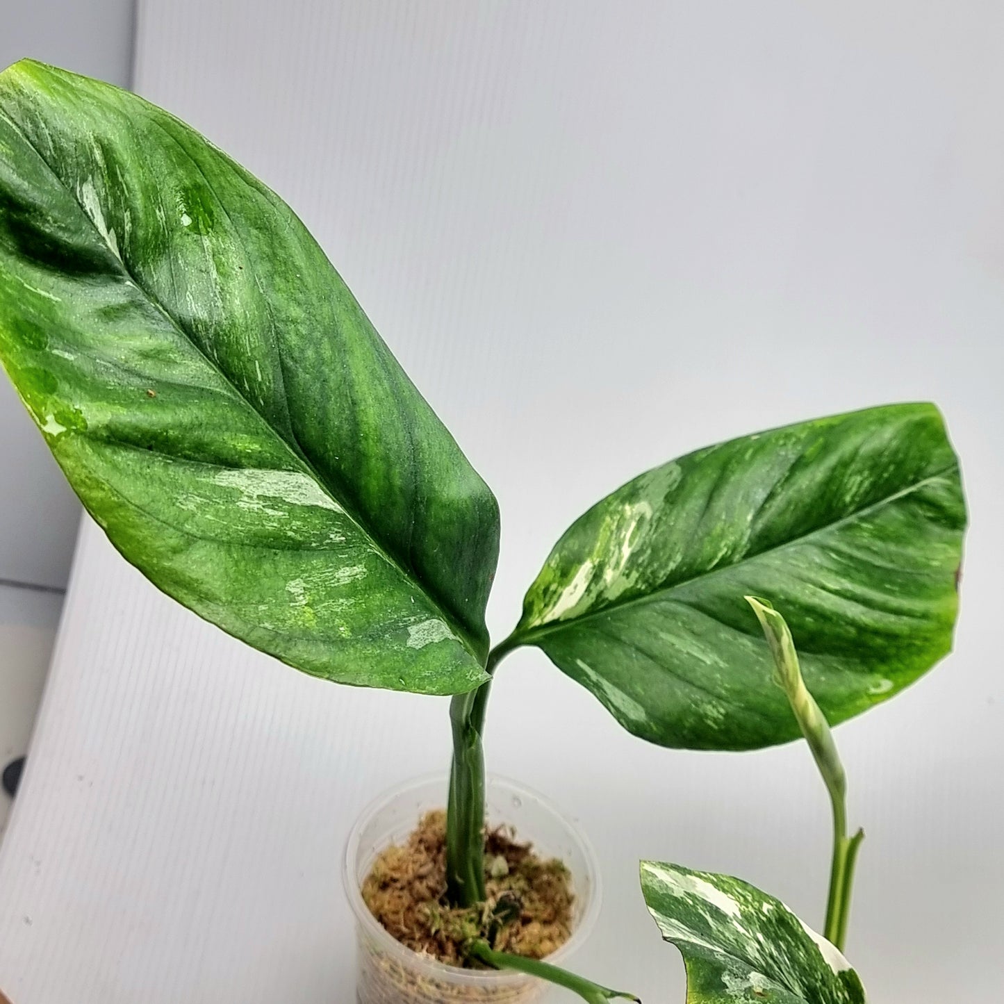 Monstera lechleriana variegated