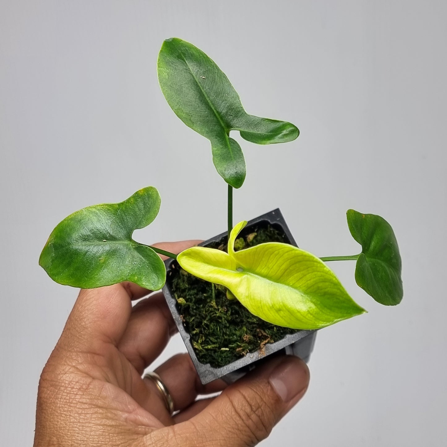 Philodendron goeldii Mint