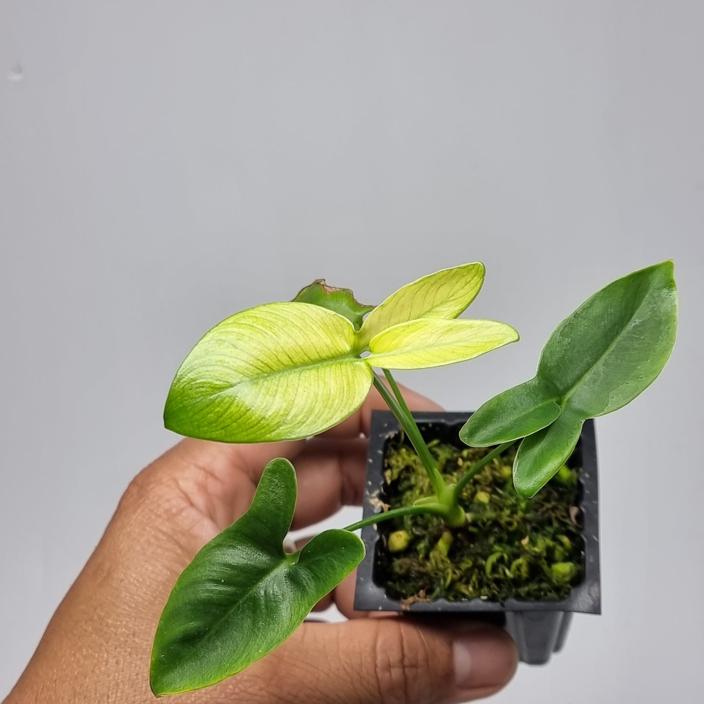 Philodendron goeldii Mint