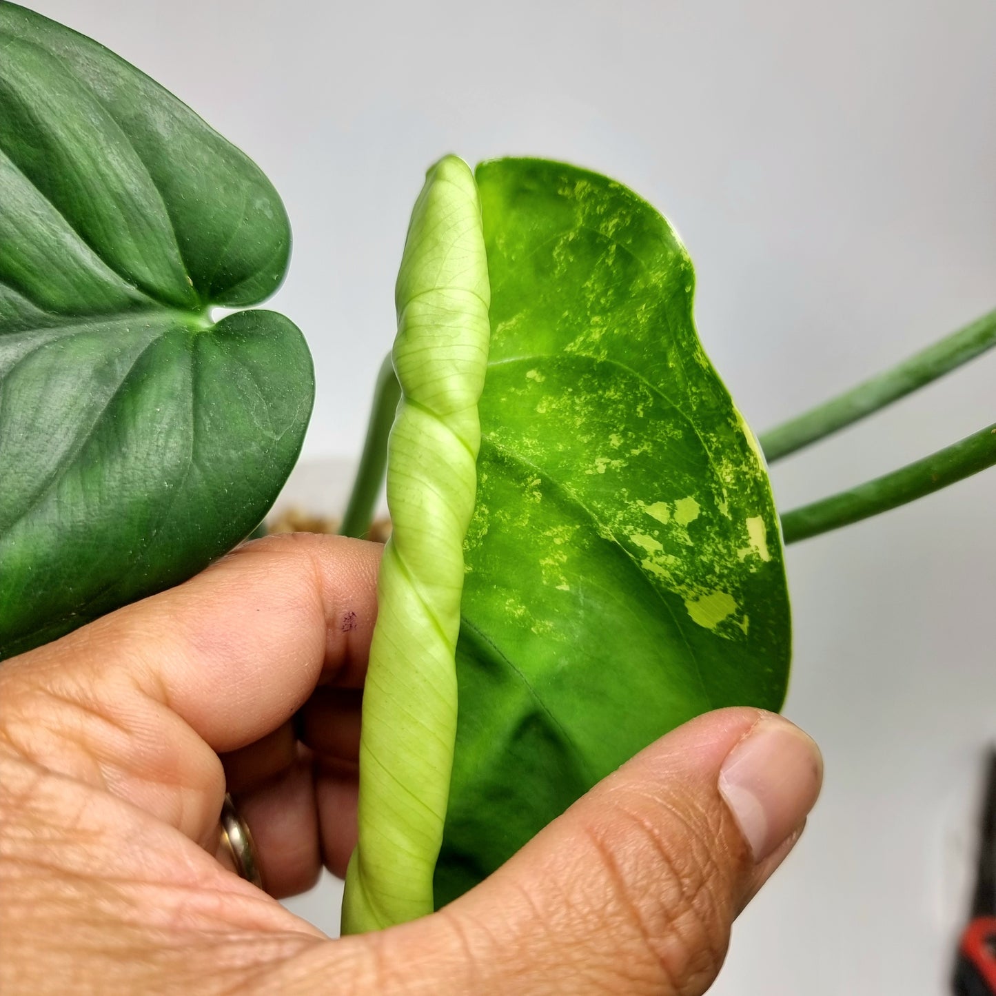 Variegated Syngonium chiapense