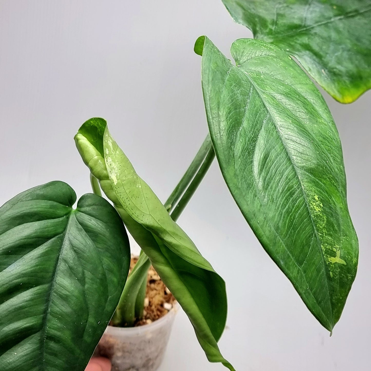 Variegated Syngonium chiapense