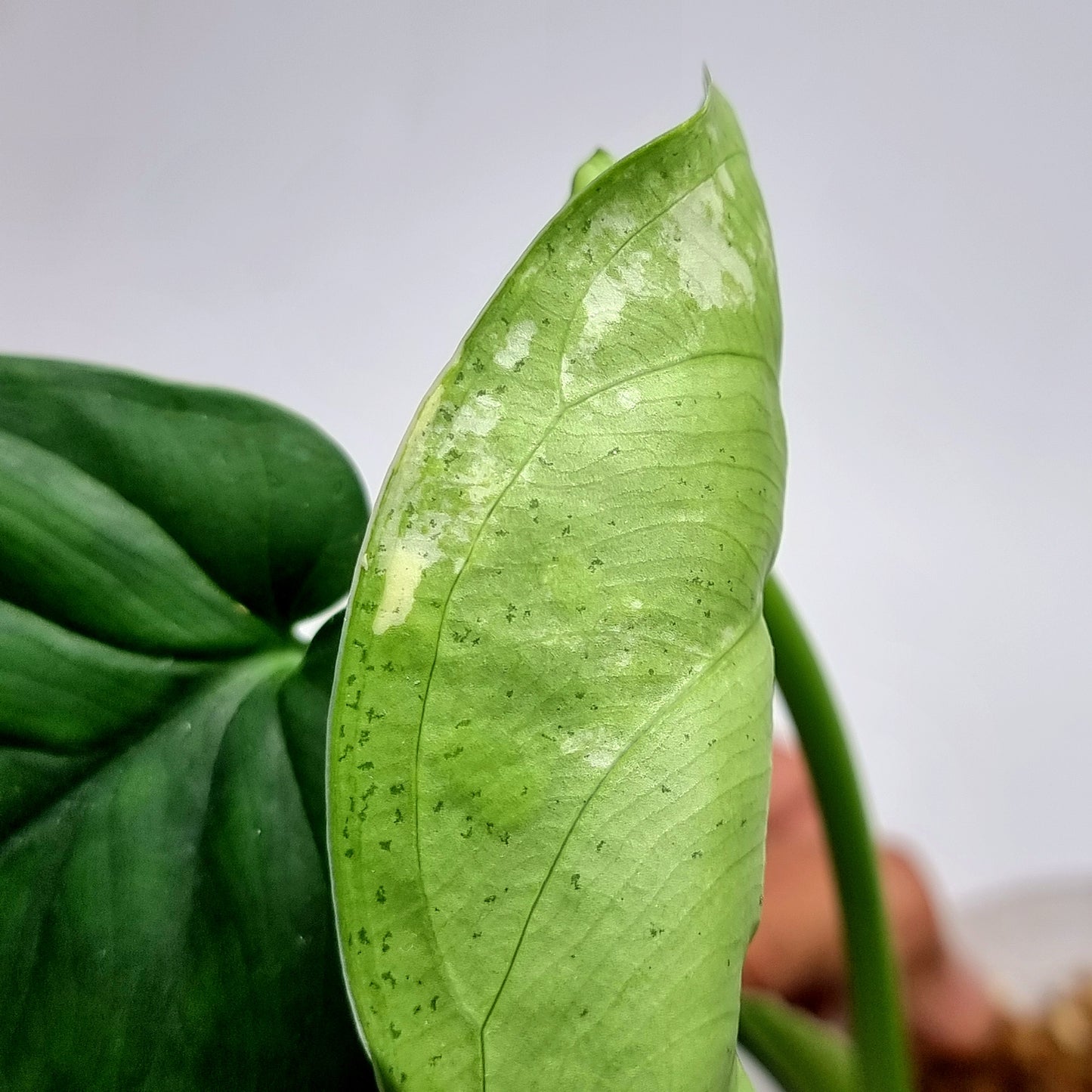 Variegated Syngonium chiapense