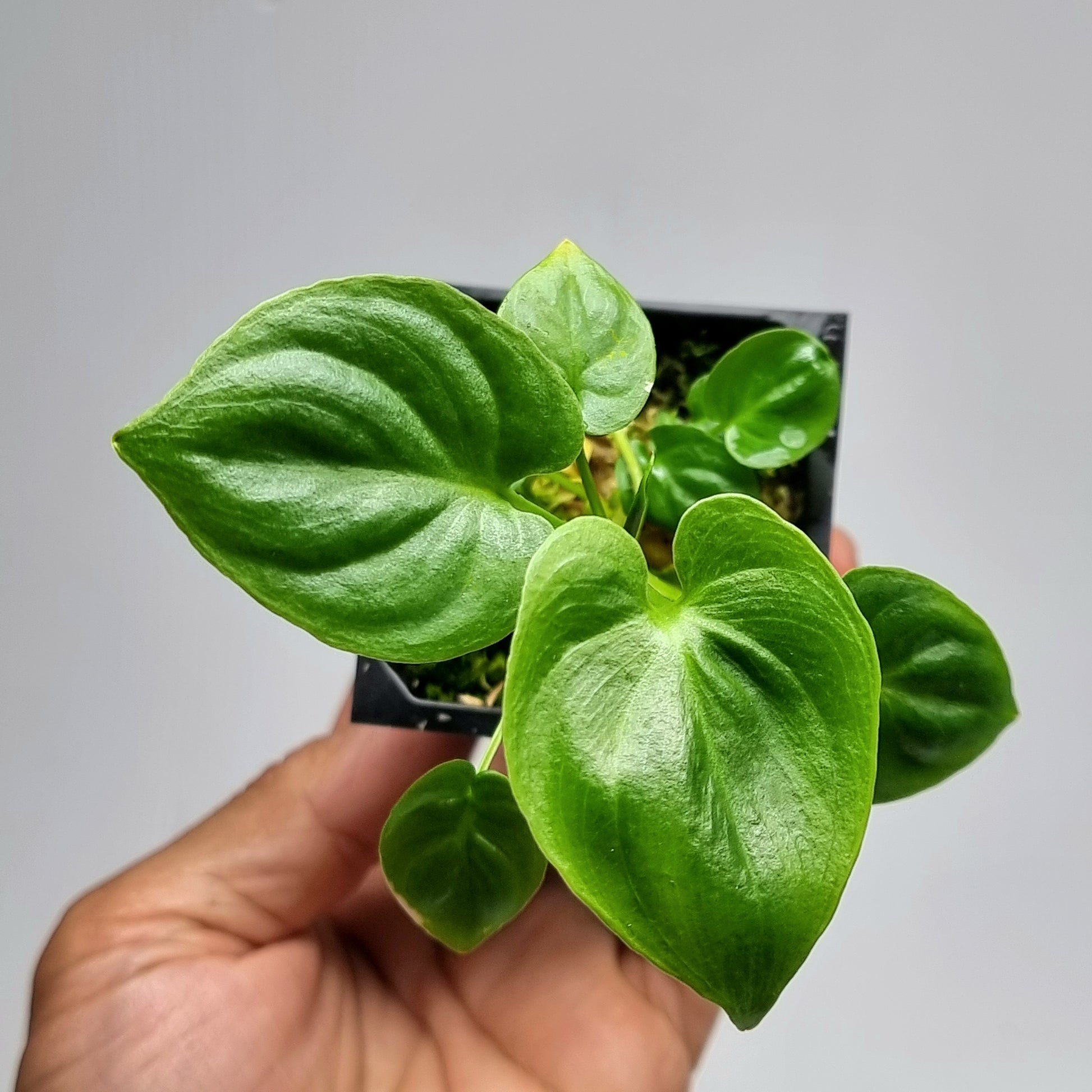 philodendron goeldii for sale australia Philodendron goeldii Reverted – Flora Magnifica Australia