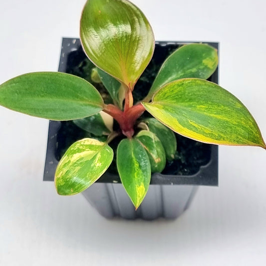 Philodendron Red Congo Variegated