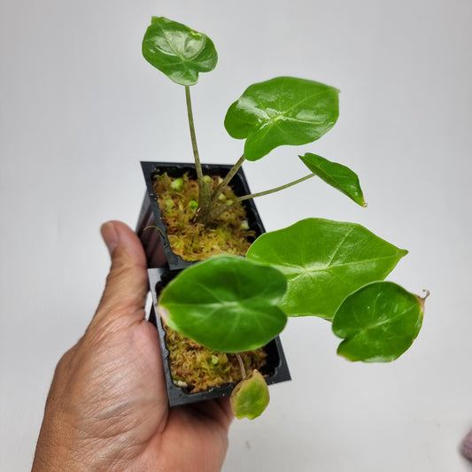 Alocasia portora Reverted