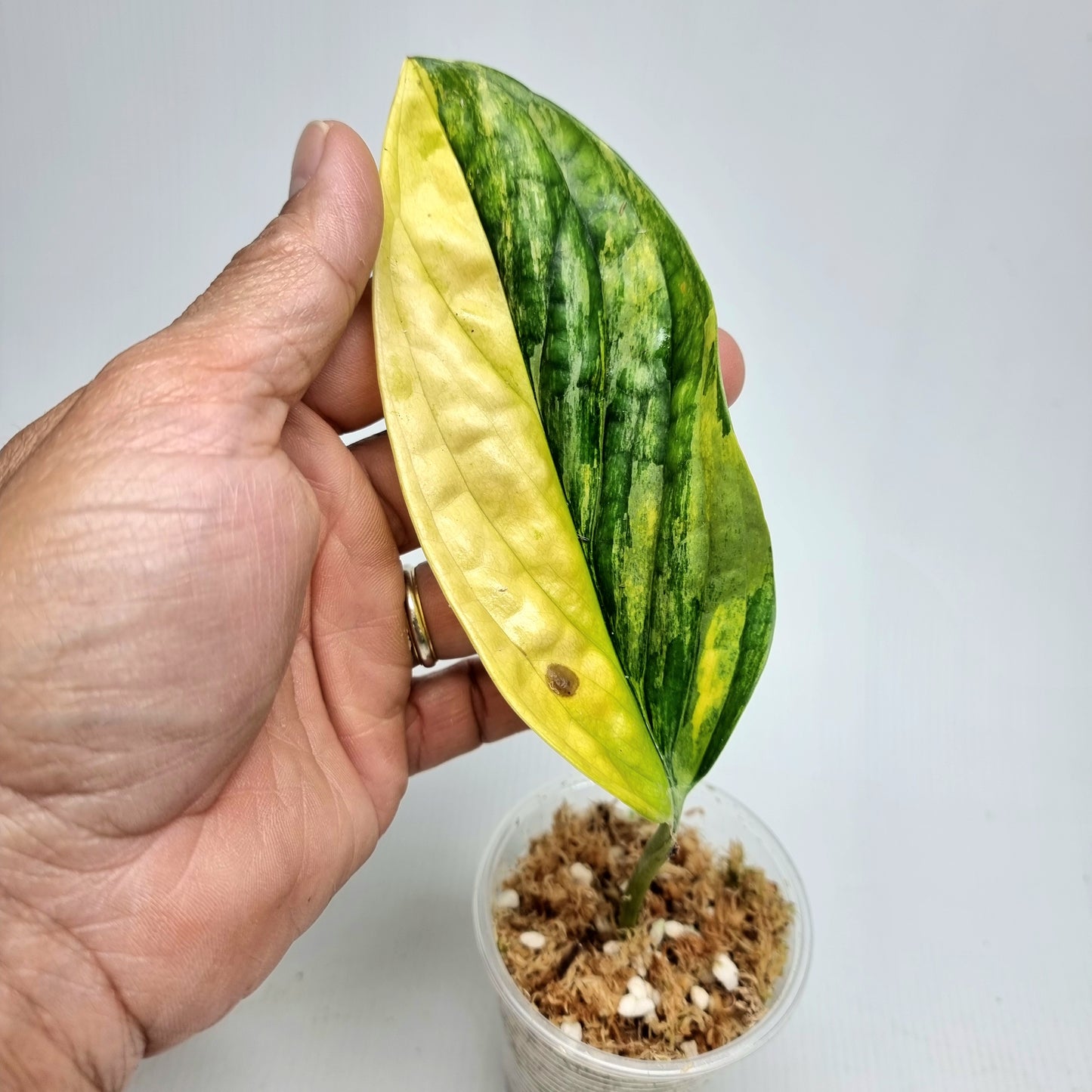 Monstera Peru variegated