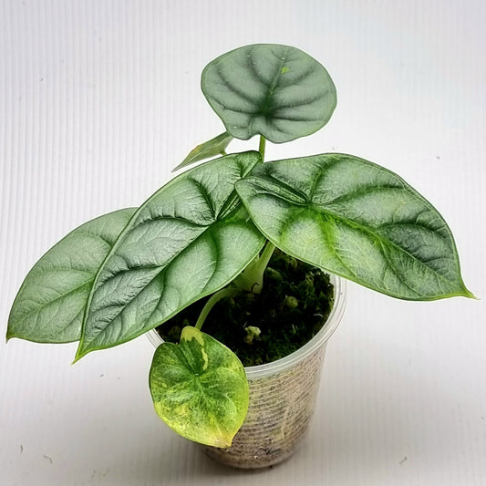 Alocasia Silver Dragon Variegated