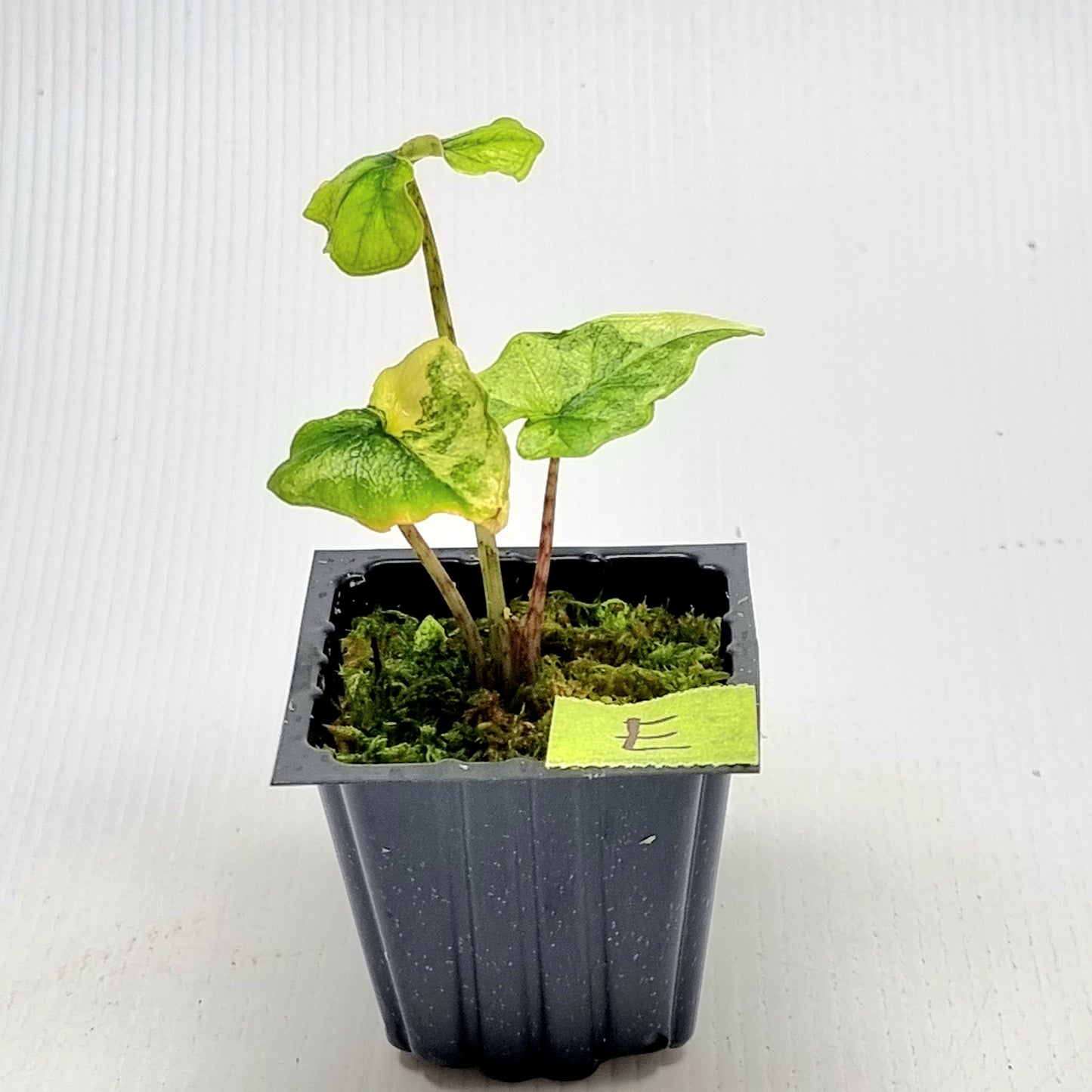 Alocasia Jacklyn Variegated