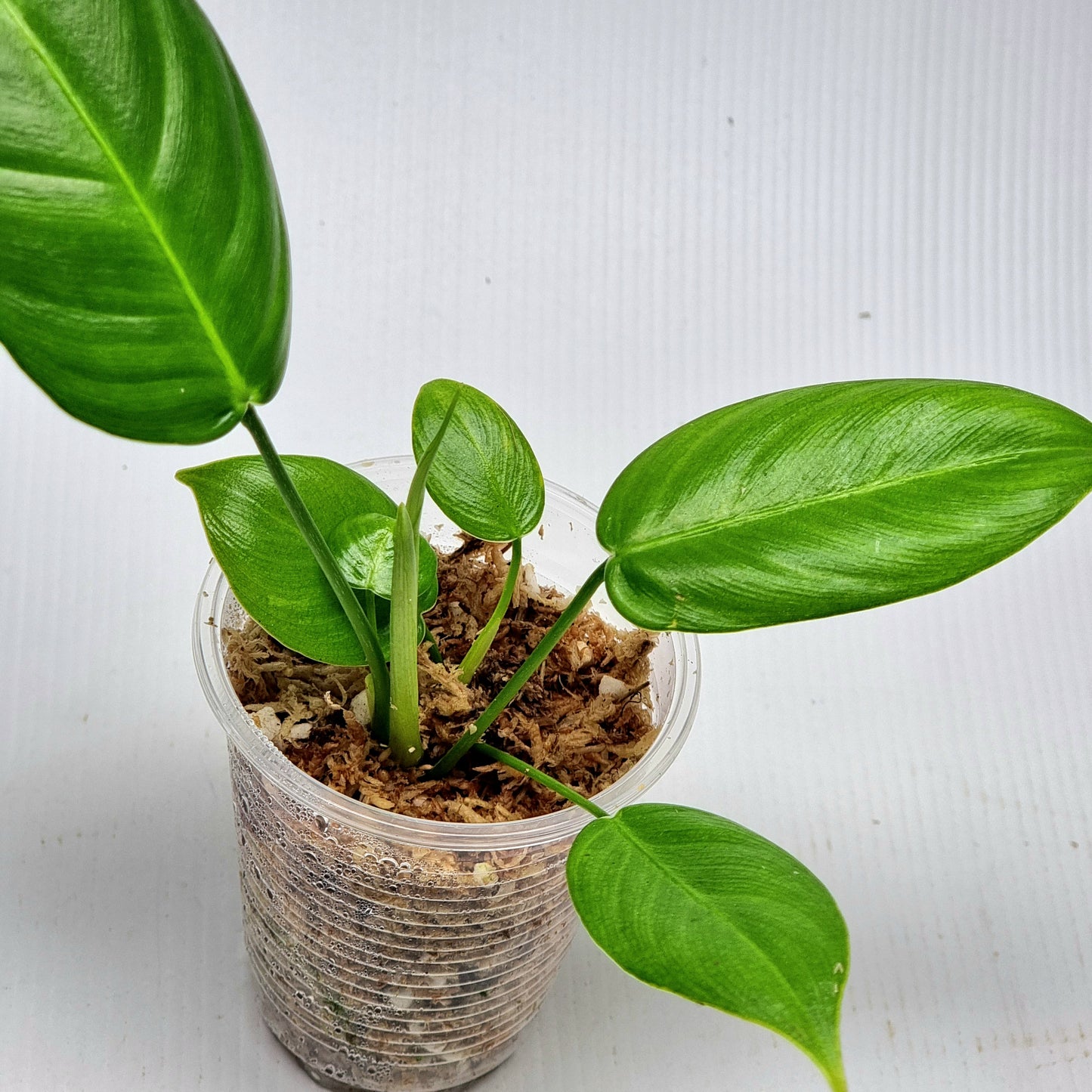 Philodendron scherberichii