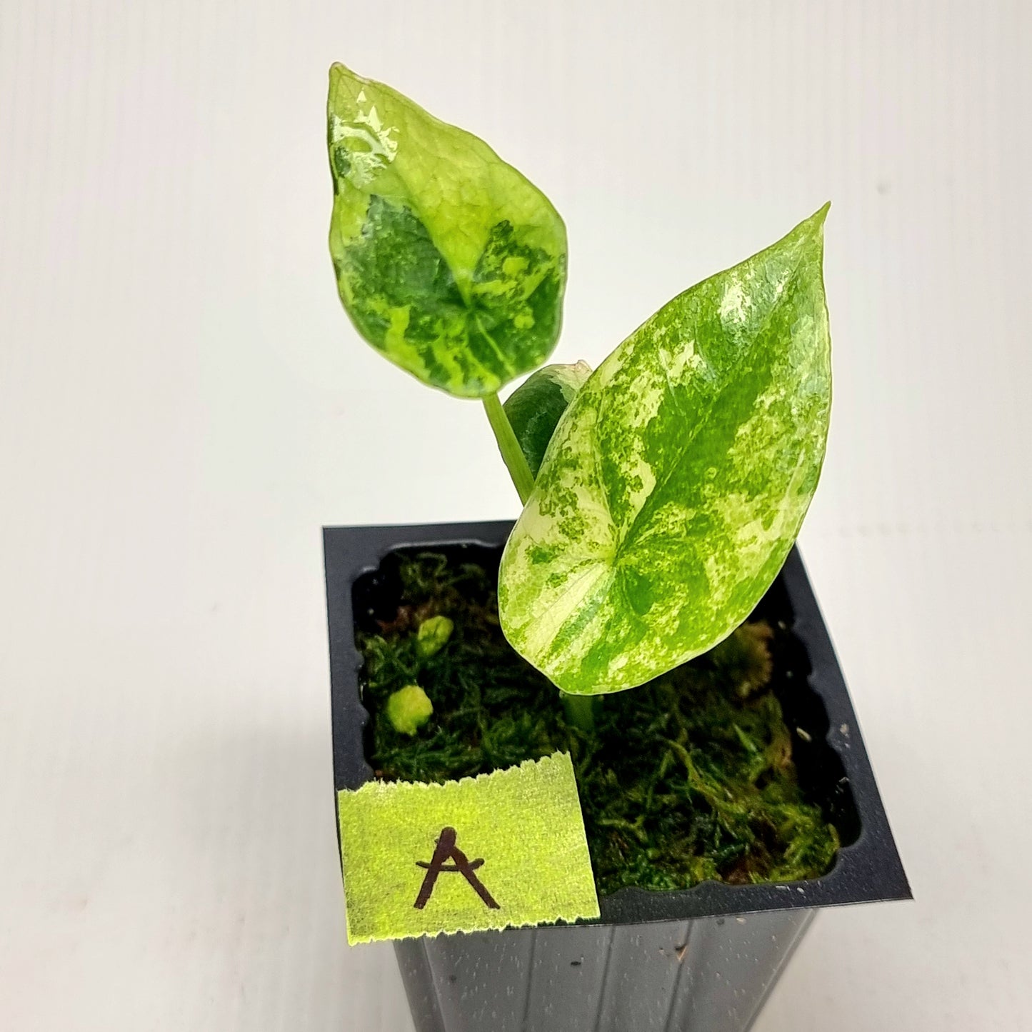 Alocasia sinuata Variegated