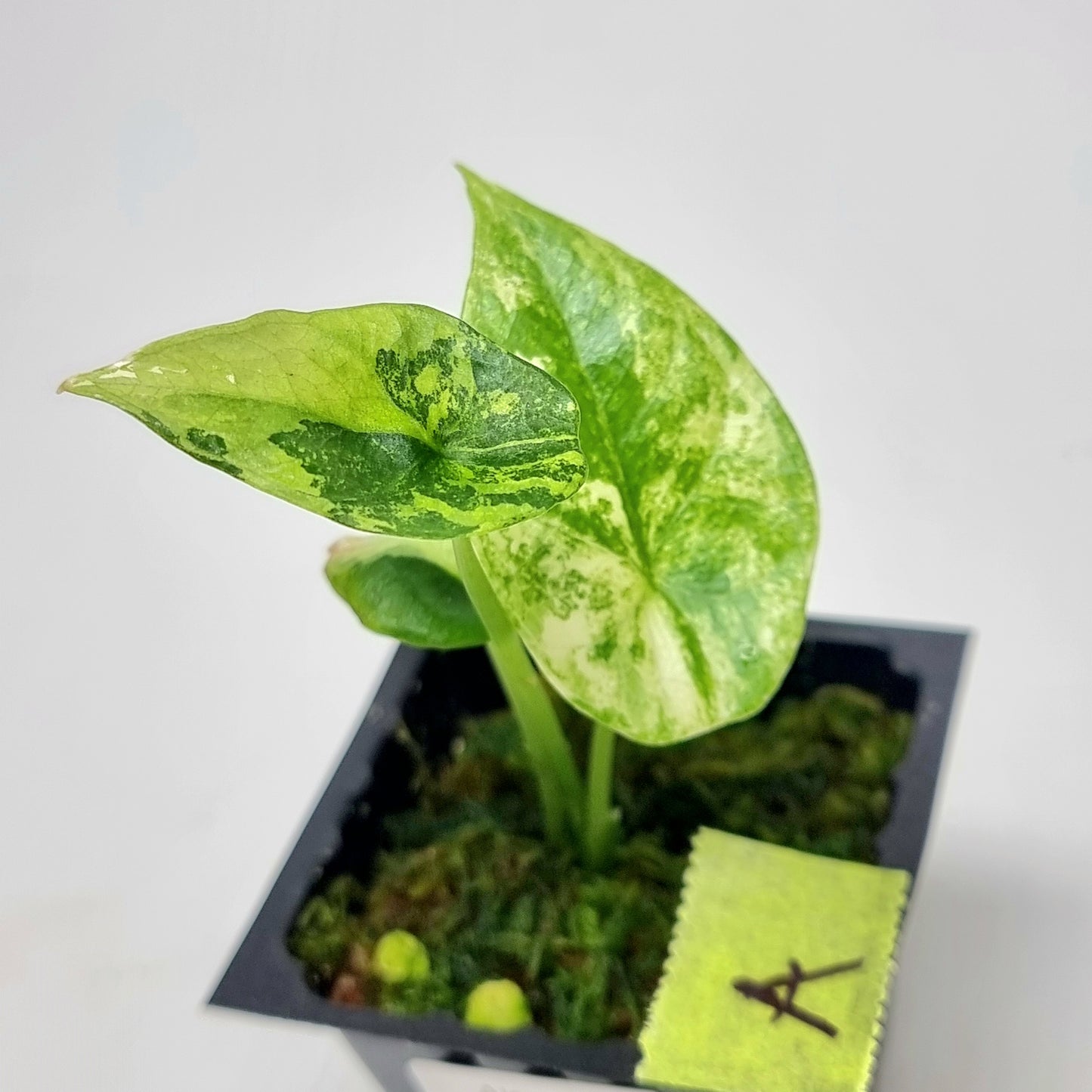 Alocasia sinuata Variegated