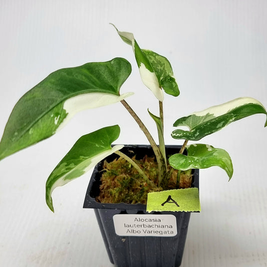 Alocasia Lauterbachiana Albo Variegated