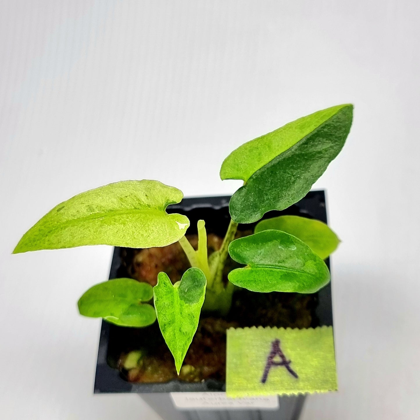 Alocasia Lauterbachiana Aurea Variegated