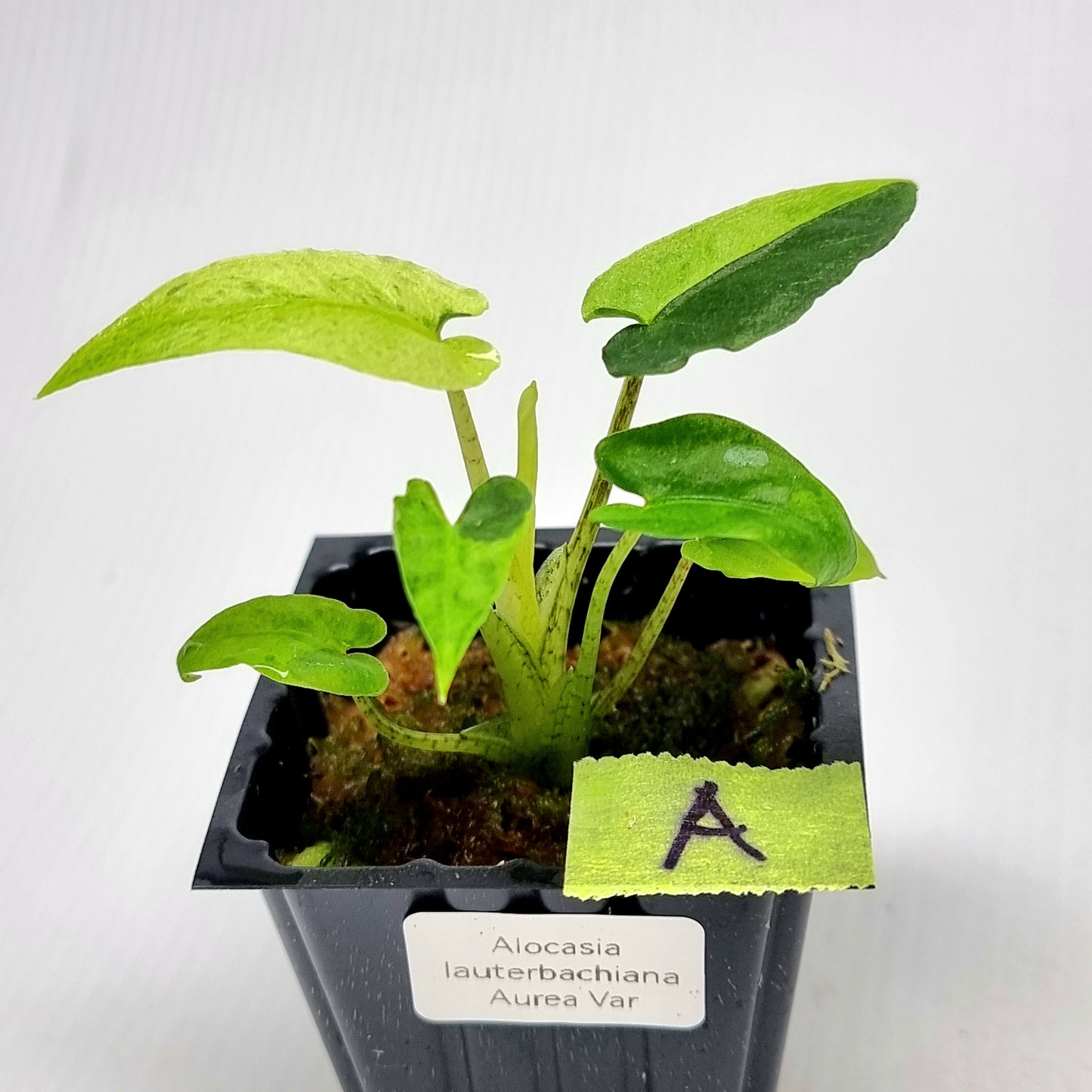 Alocasia Lauterbachiana Aurea Variegated