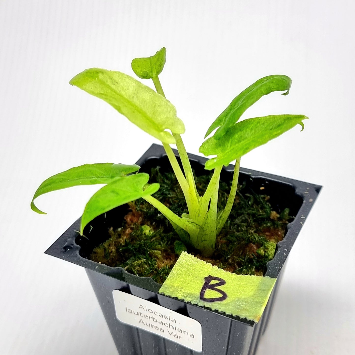 Alocasia Lauterbachiana Aurea Variegated