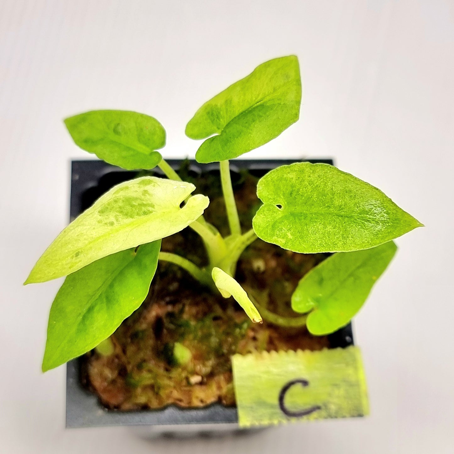 Alocasia Lauterbachiana Aurea Variegated