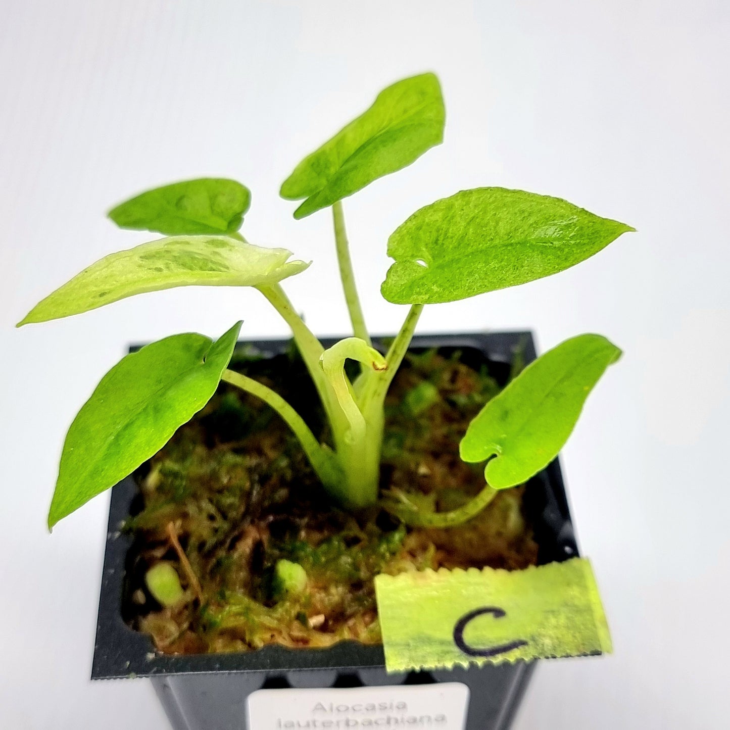 Alocasia Lauterbachiana Aurea Variegated