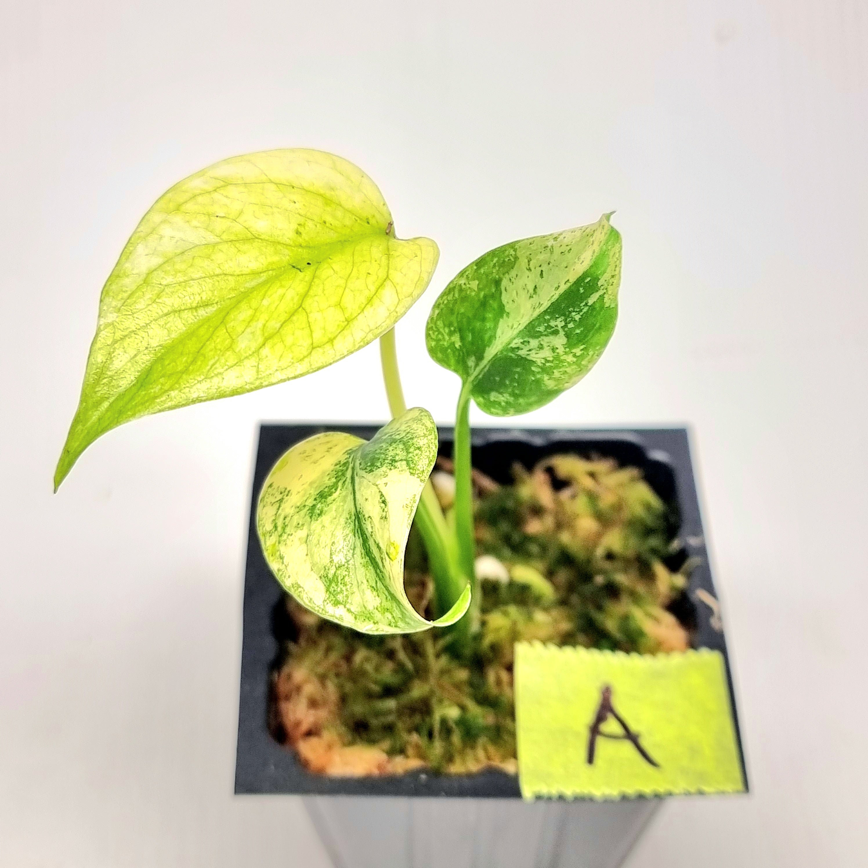 Monstera – tagged 
