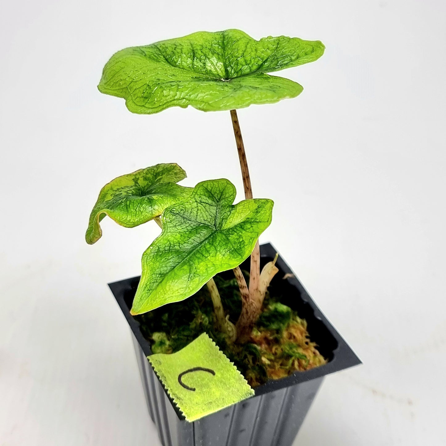 Alocasia Jacklyn Variegated