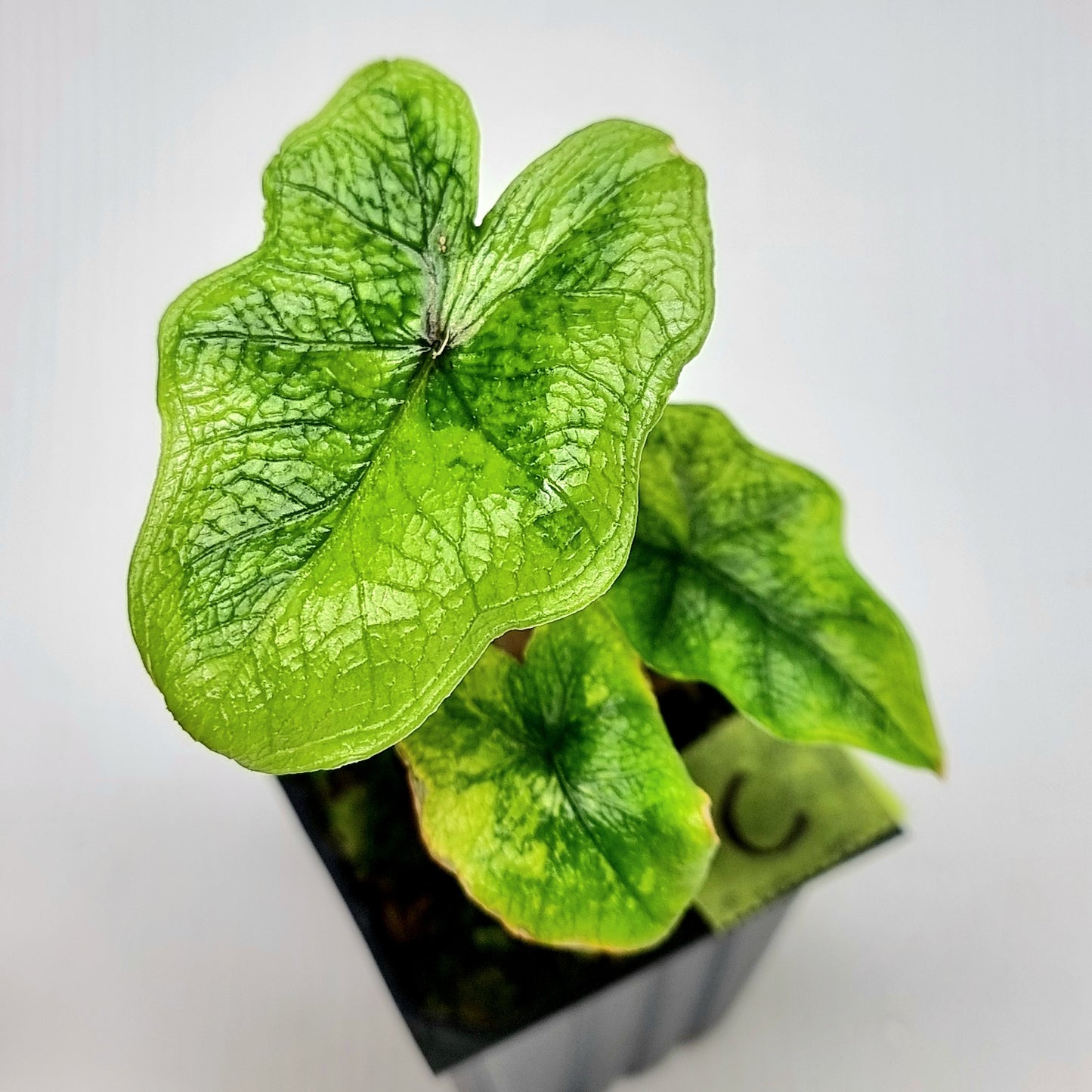 Alocasia Jacklyn Variegated