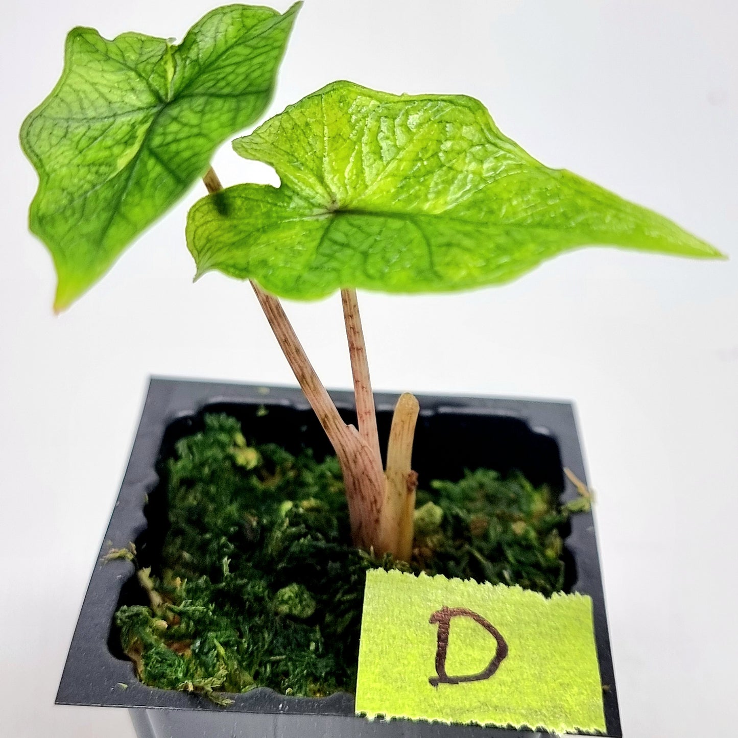 Alocasia Jacklyn Variegated