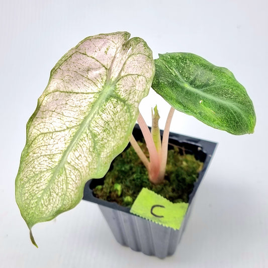 Alocasia Pink Dragon Mint Variegated