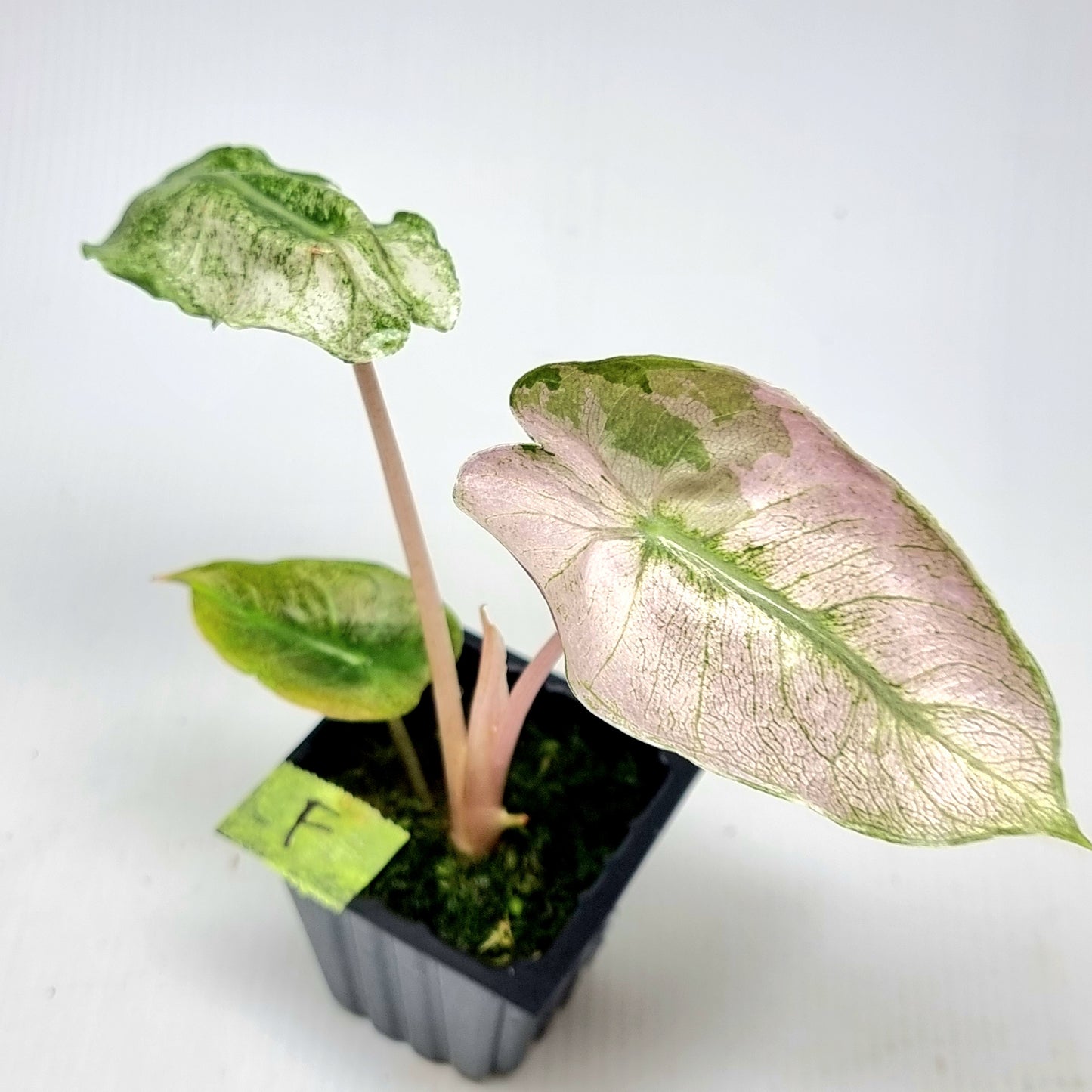 Alocasia Pink Dragon Mint Variegated