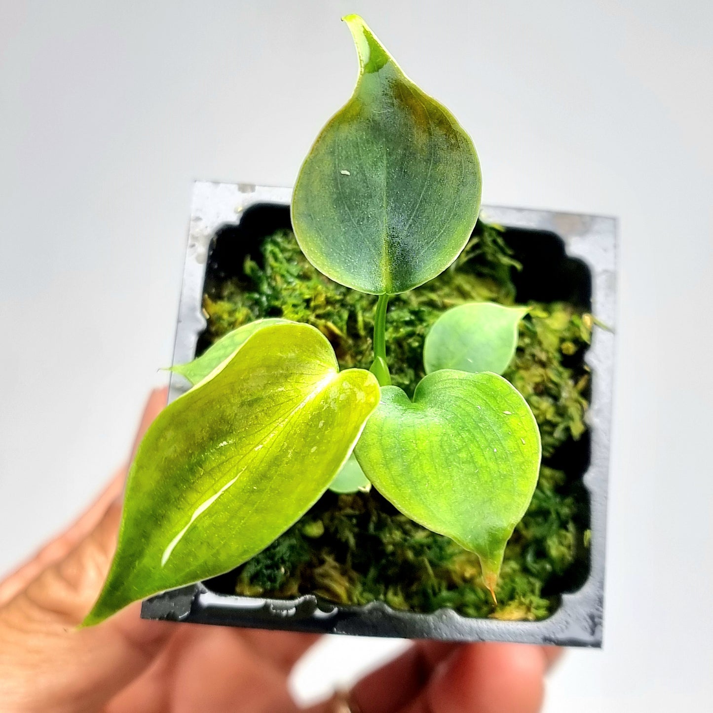 Philodendron lupinum