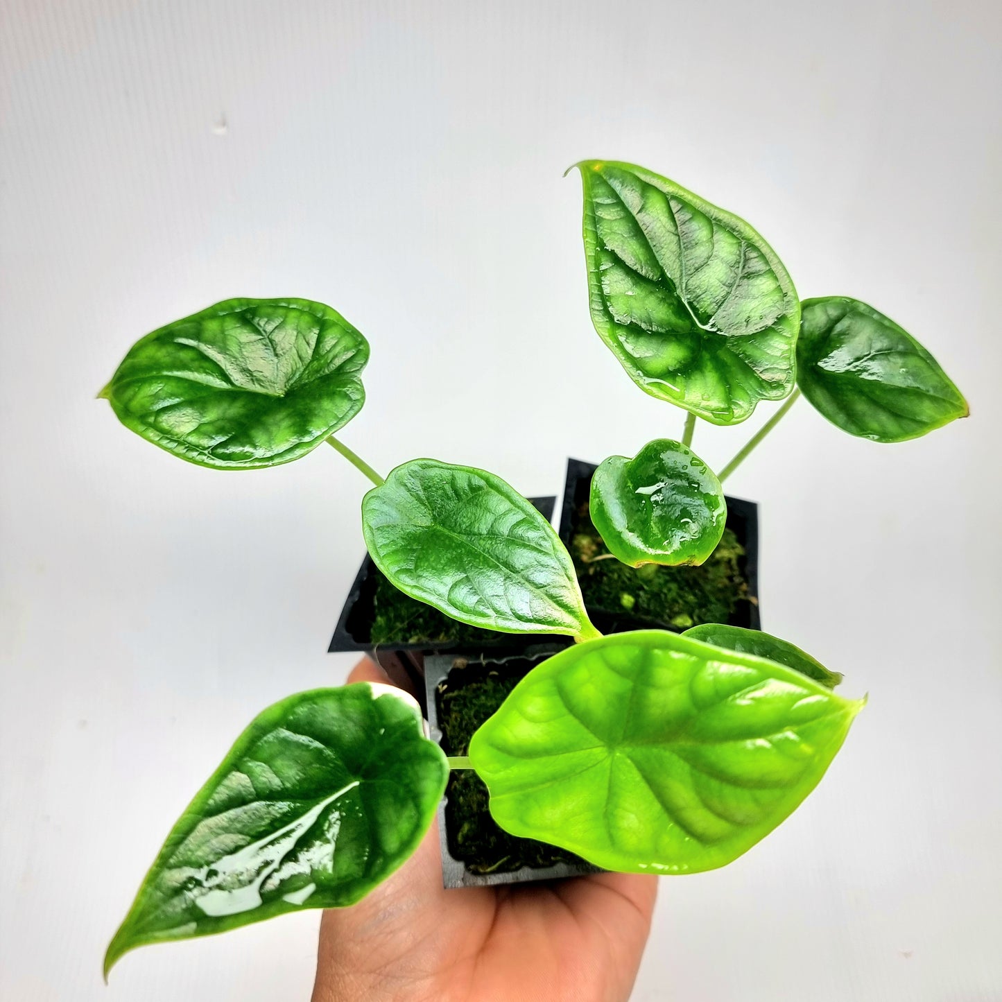 Alocasia Dragon Scale REVERTED