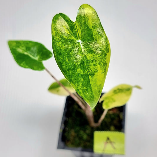 Alocasia zebrina Variegated