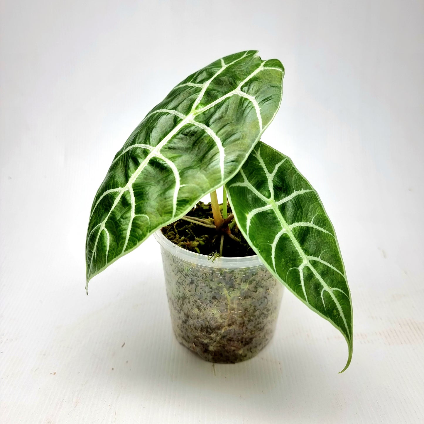 Alocasia watsoniana REVERTED