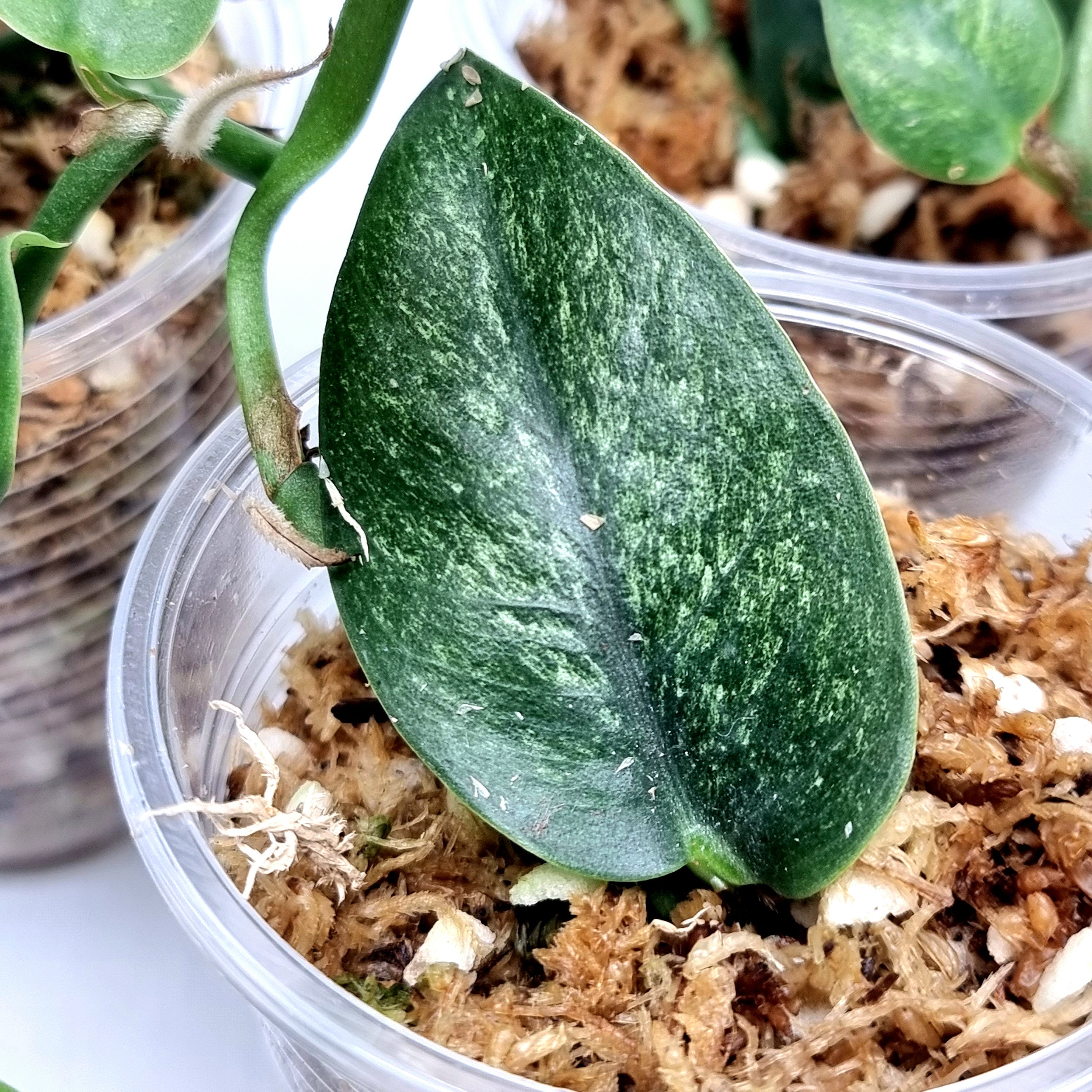 Rhaphidophora hongkongensis Mint – Flora Magnifica Australia
