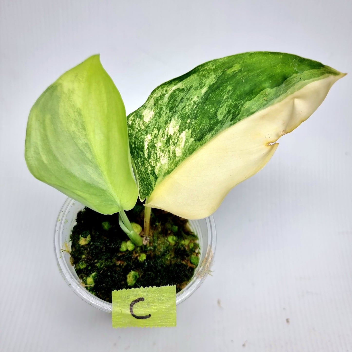 Scindapsus Jade Satin Aurea Variegated