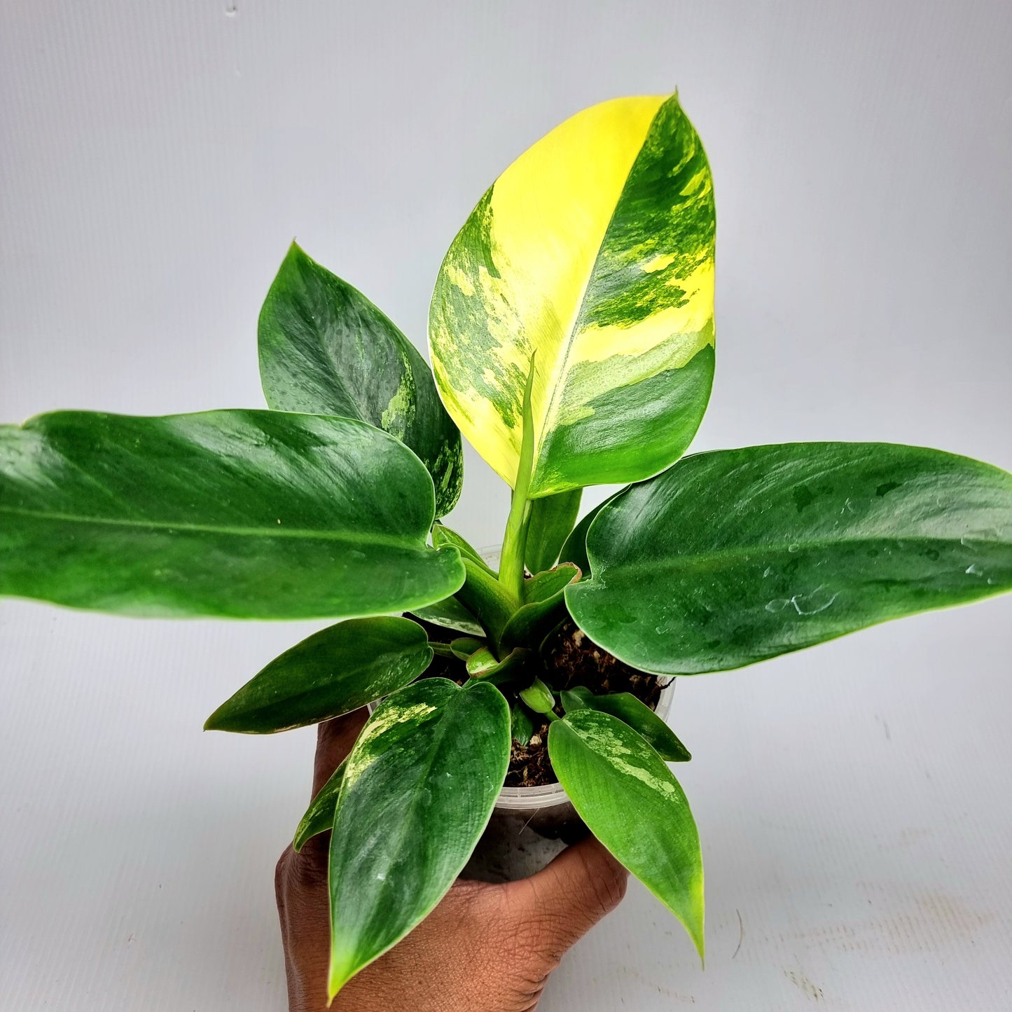 Philodendron Imperial Green Variegated