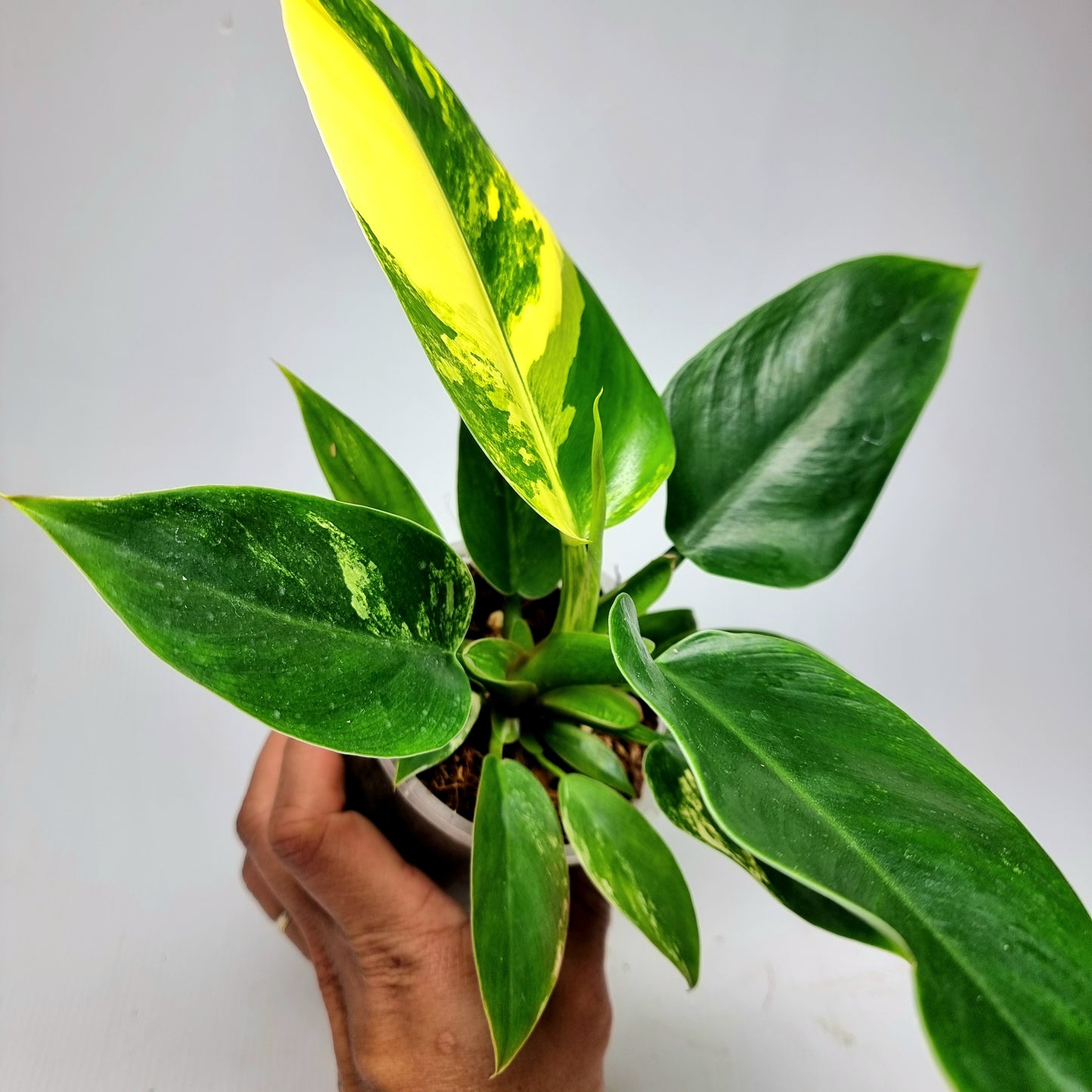 Philodendron Imperial Green Variegated