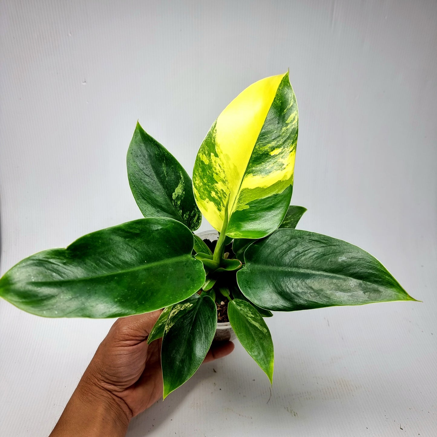 Philodendron Imperial Green Variegated