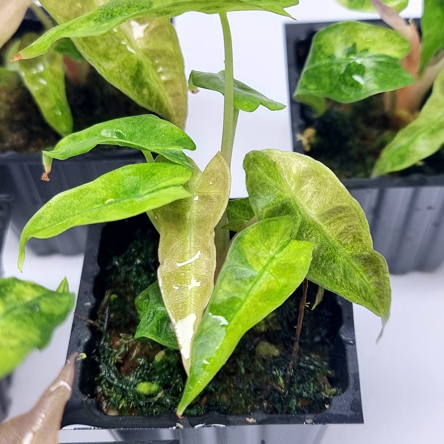 Alocasia amazonica Aurea Splash Variegated