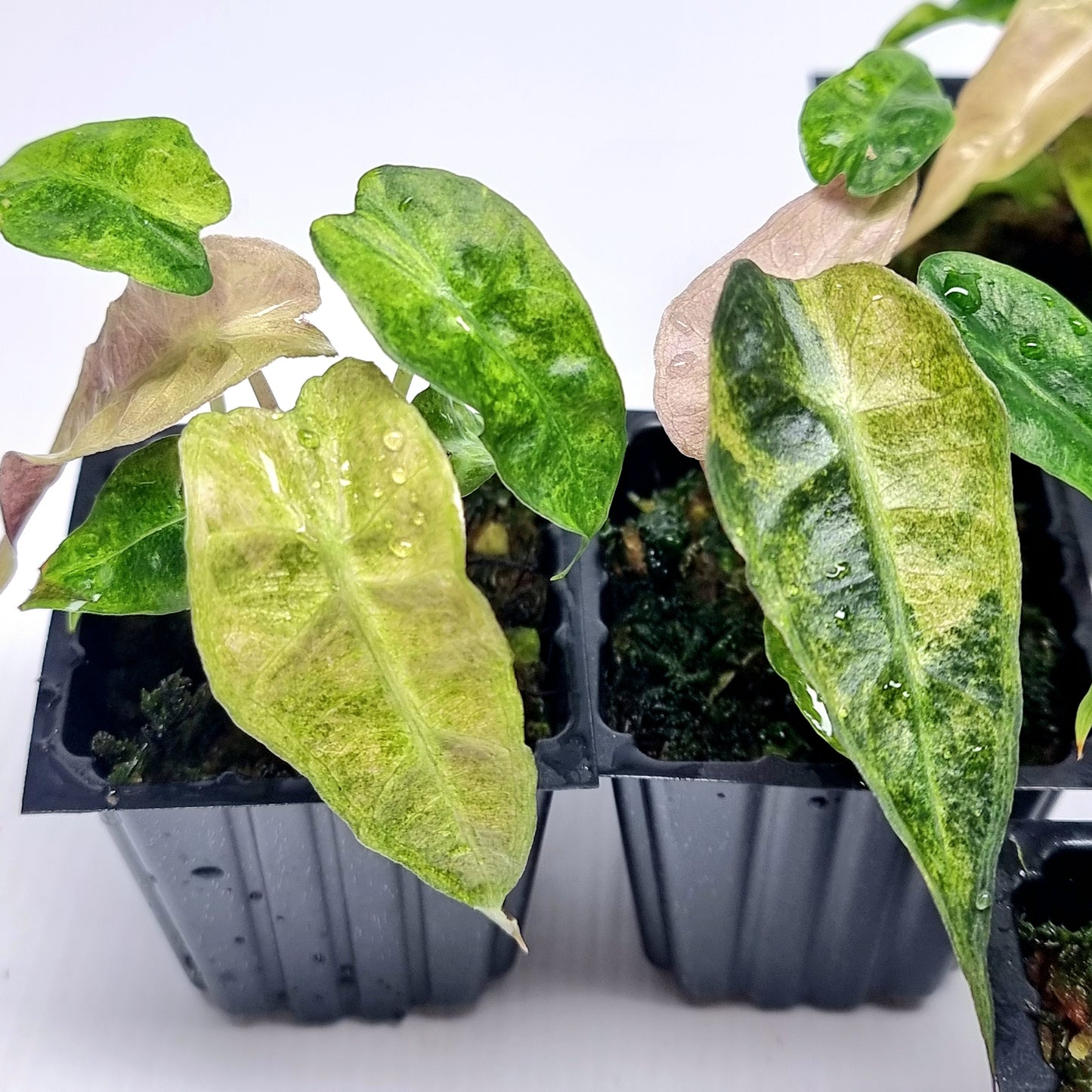 Alocasia amazonica Aurea Splash Variegated