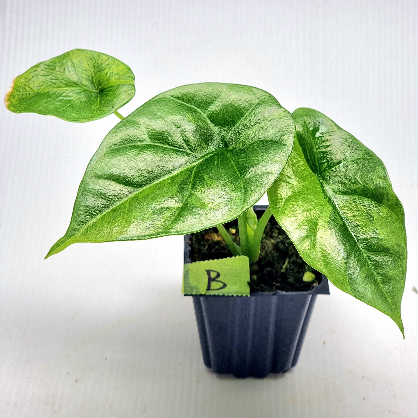 Alocasia sinuata Variegated