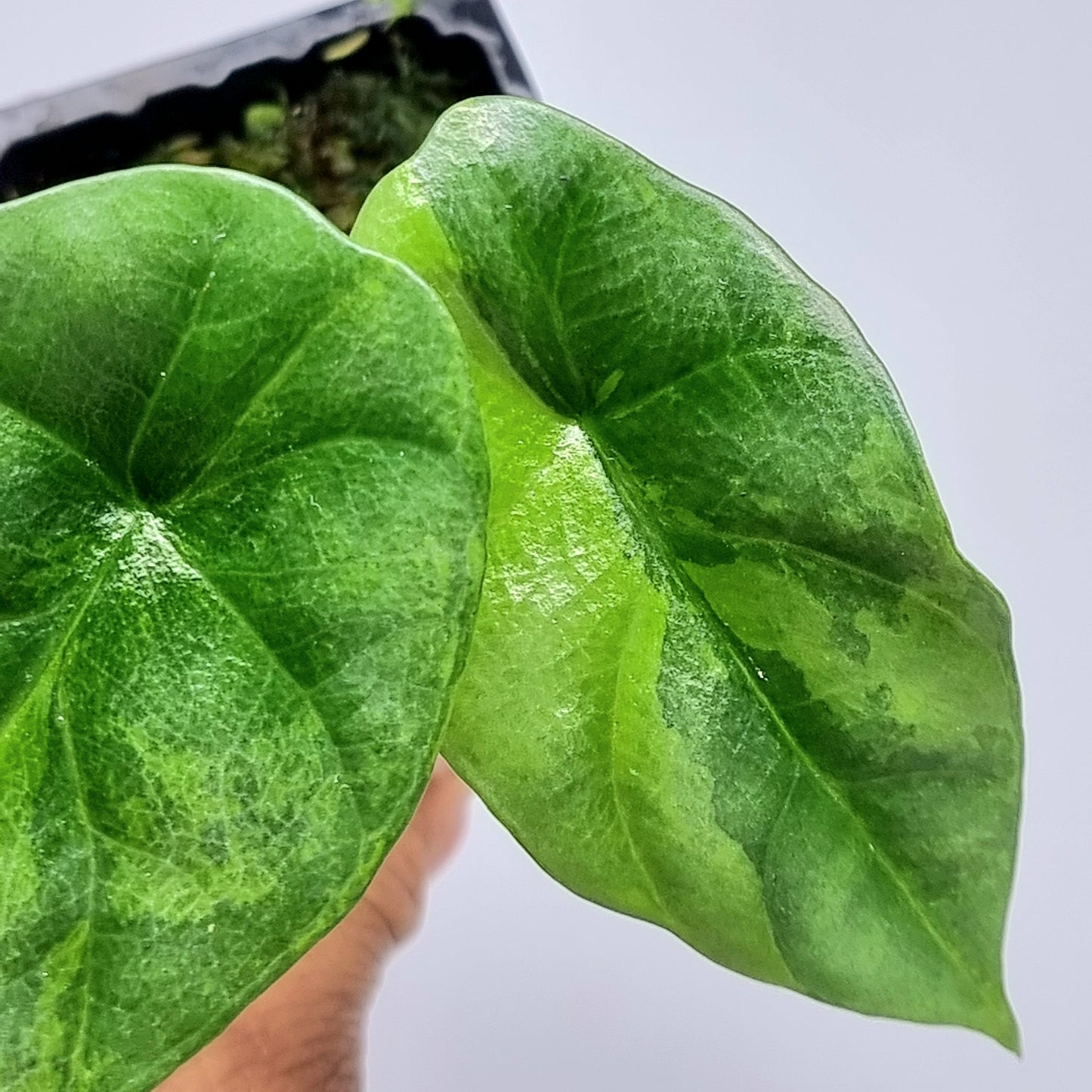 Alocasia sinuata Variegated