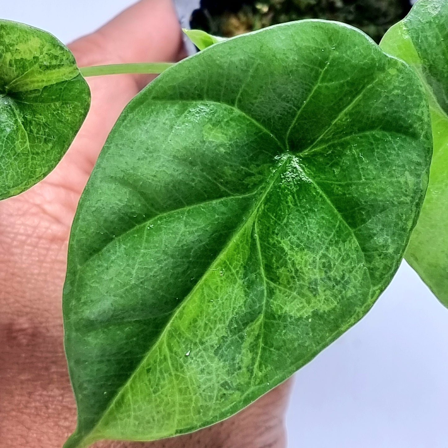 Alocasia sinuata Variegated